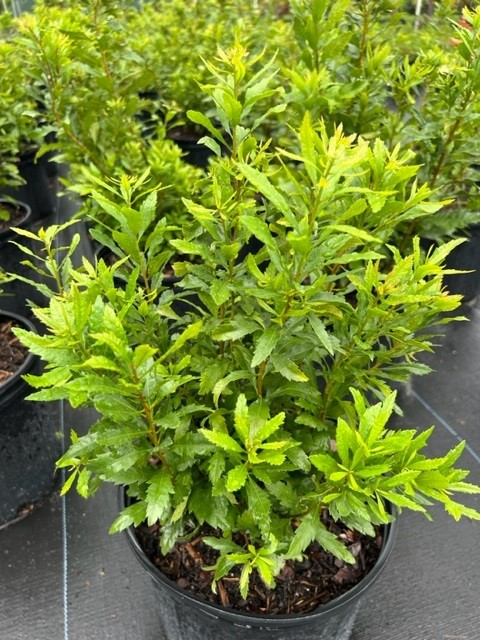 myrica-cerifera-southern-wax-myrtle-southern-bayberry-morella-cerifera