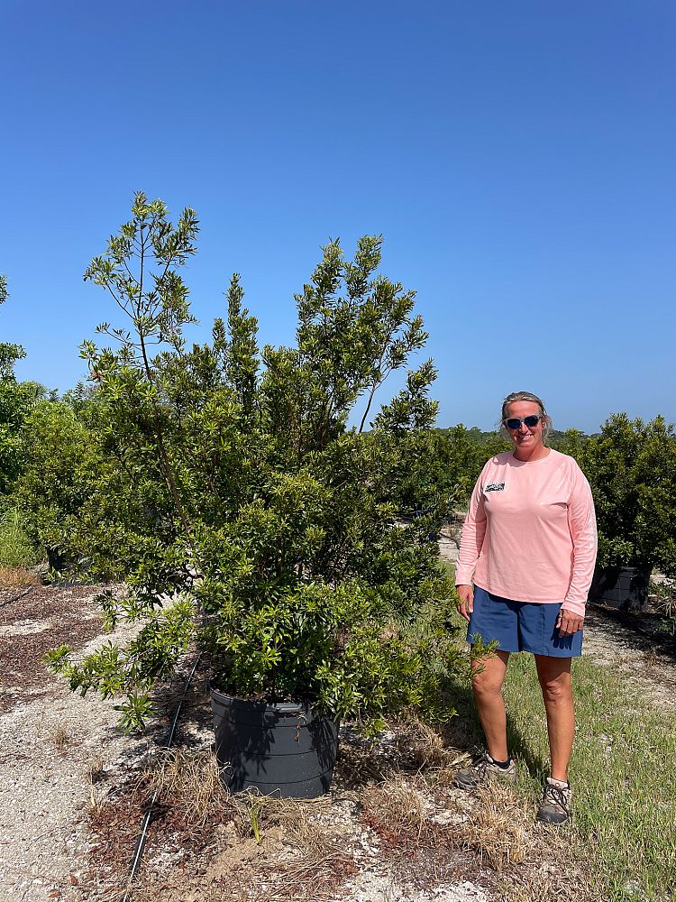 myrica-cerifera-southern-wax-myrtle-southern-bayberry-morella-cerifera