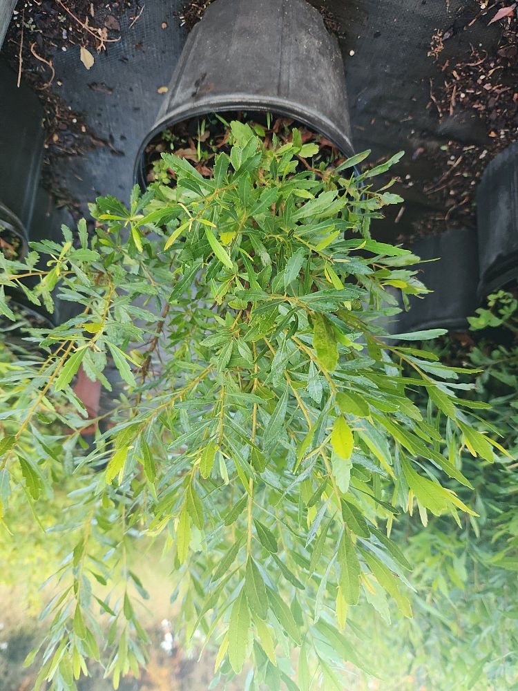 myrica-cerifera-southern-wax-myrtle-southern-bayberry-morella-cerifera