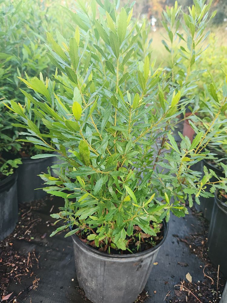 myrica-cerifera-southern-wax-myrtle-southern-bayberry-morella-cerifera