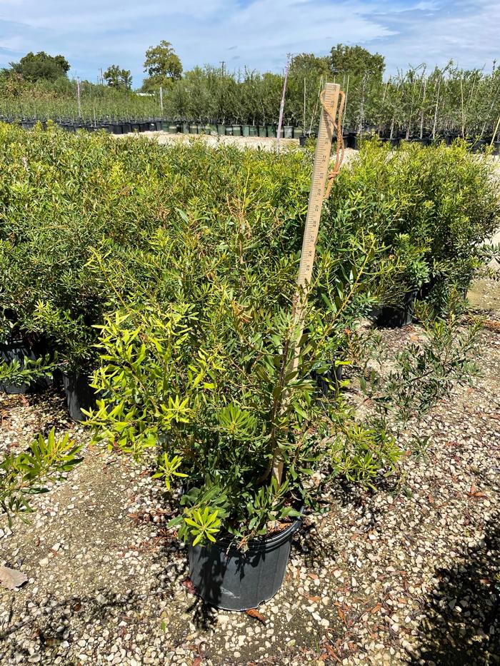 myrica-cerifera-southern-wax-myrtle-southern-bayberry-morella-cerifera