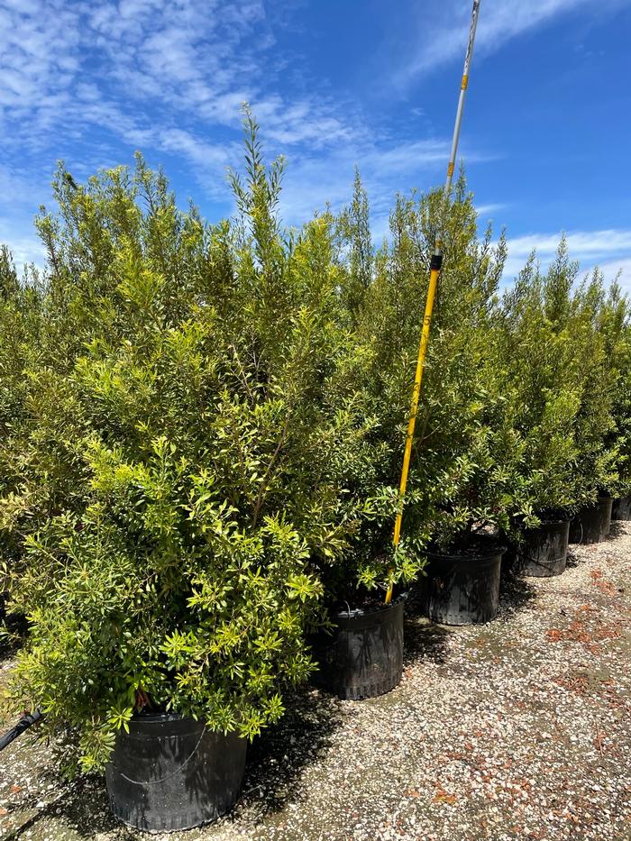 myrica-cerifera-southern-wax-myrtle-southern-bayberry-morella-cerifera