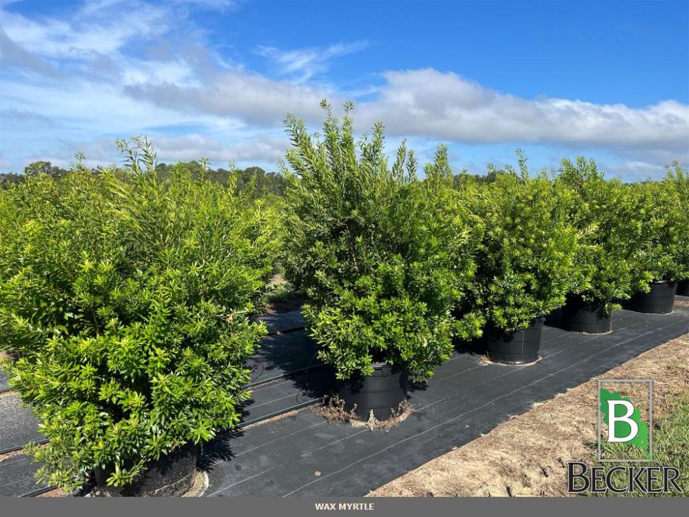 myrica-cerifera-southern-wax-myrtle-southern-bayberry-morella-cerifera