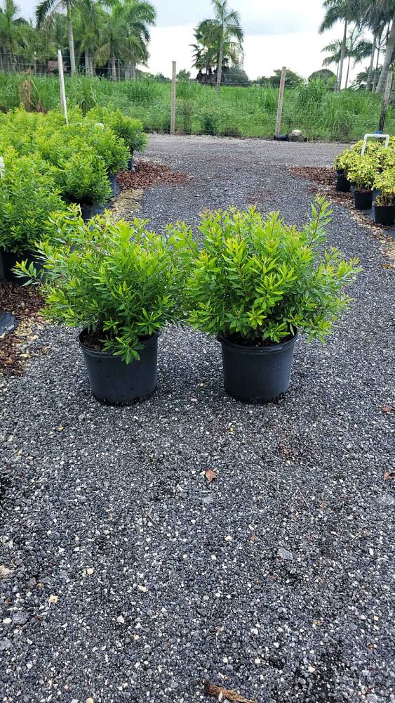 myrica-cerifera-southern-wax-myrtle-southern-bayberry-morella-cerifera