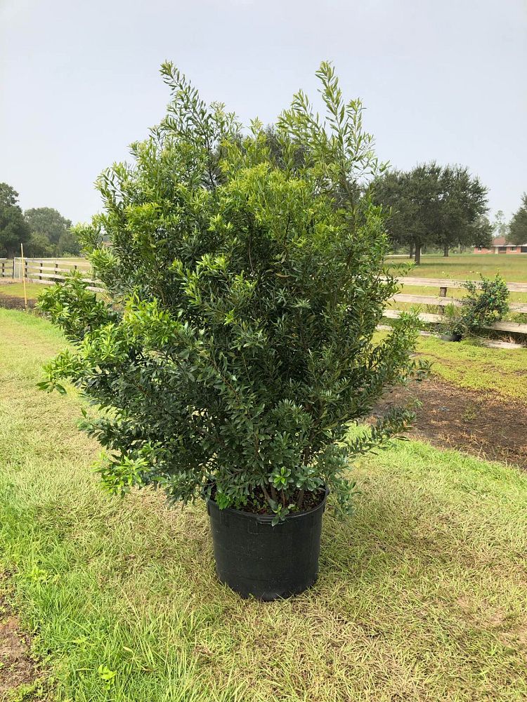 myrica-cerifera-southern-wax-myrtle-southern-bayberry-morella-cerifera