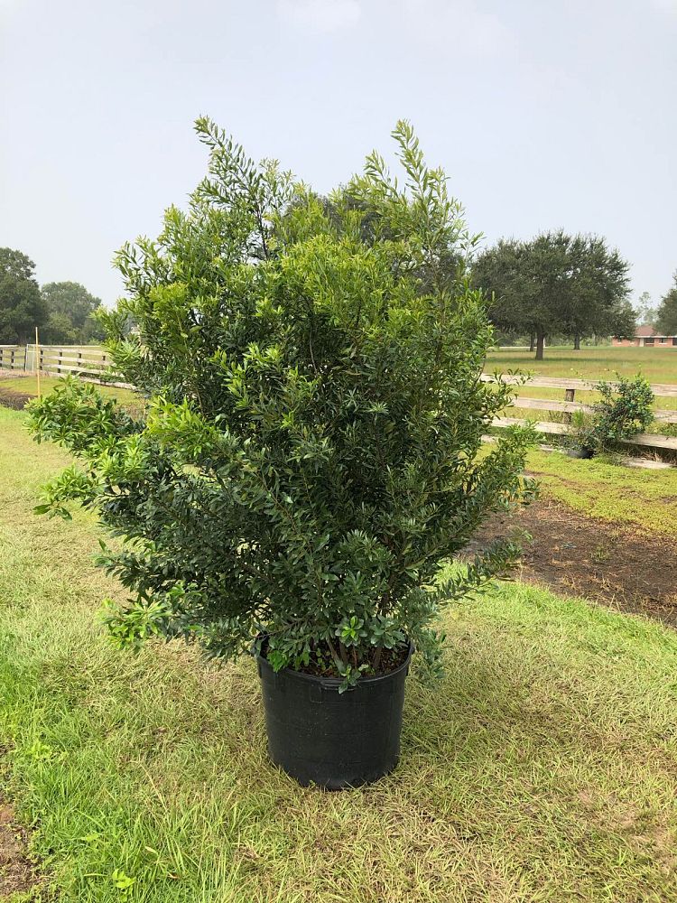 myrica-cerifera-southern-wax-myrtle-southern-bayberry-morella-cerifera