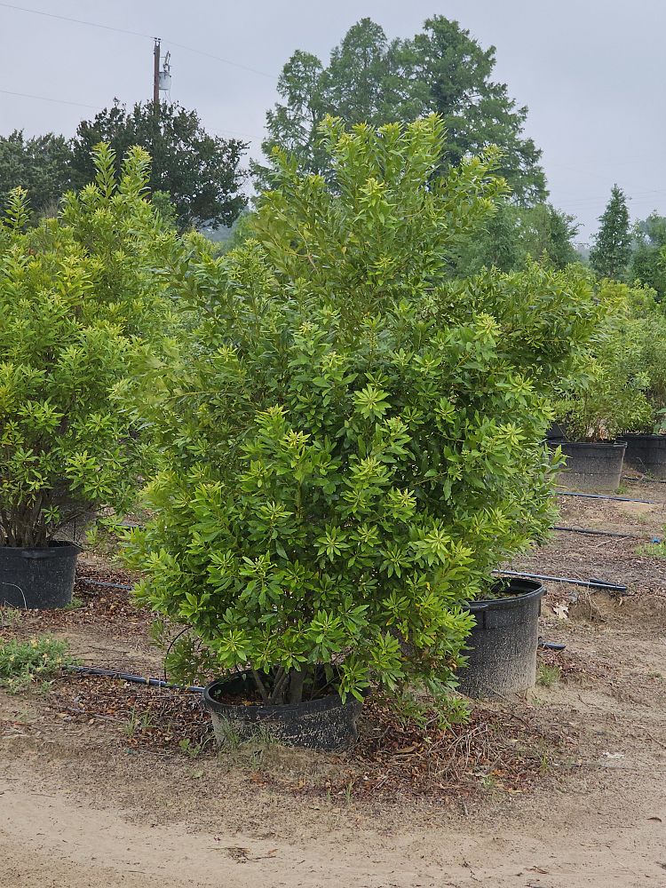 myrica-cerifera-southern-wax-myrtle-southern-bayberry-morella-cerifera