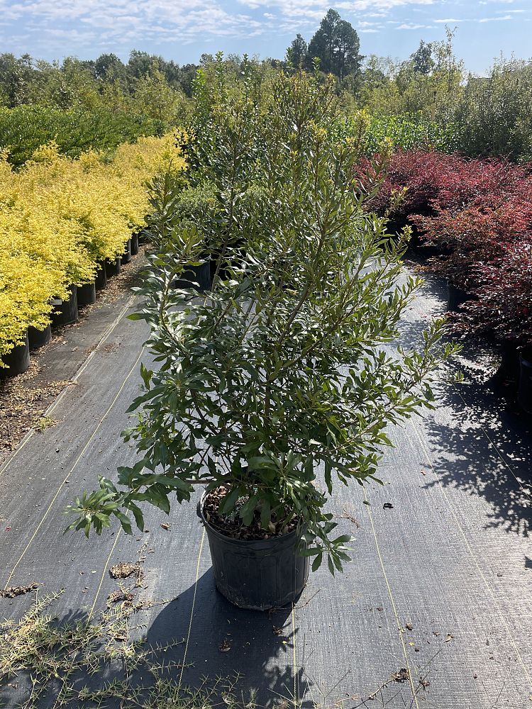 myrica-cerifera-southern-wax-myrtle-southern-bayberry-morella-cerifera