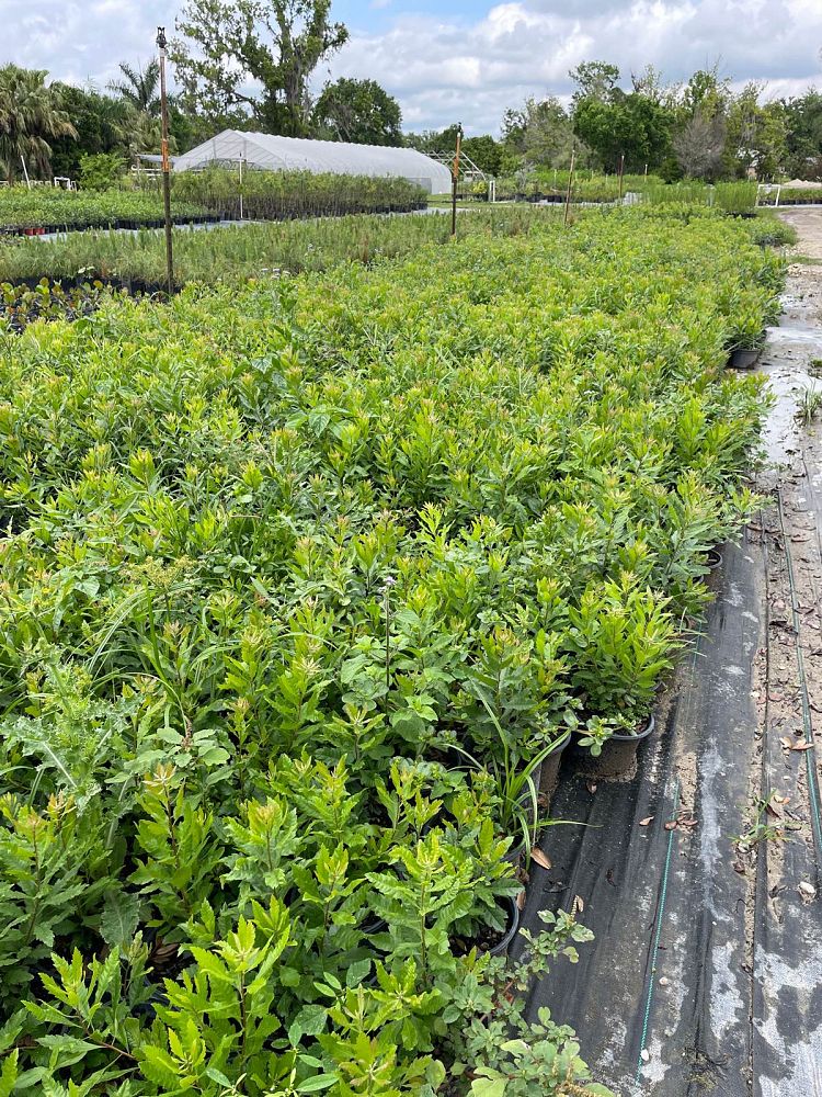 myrica-cerifera-southern-wax-myrtle-southern-bayberry-morella-cerifera
