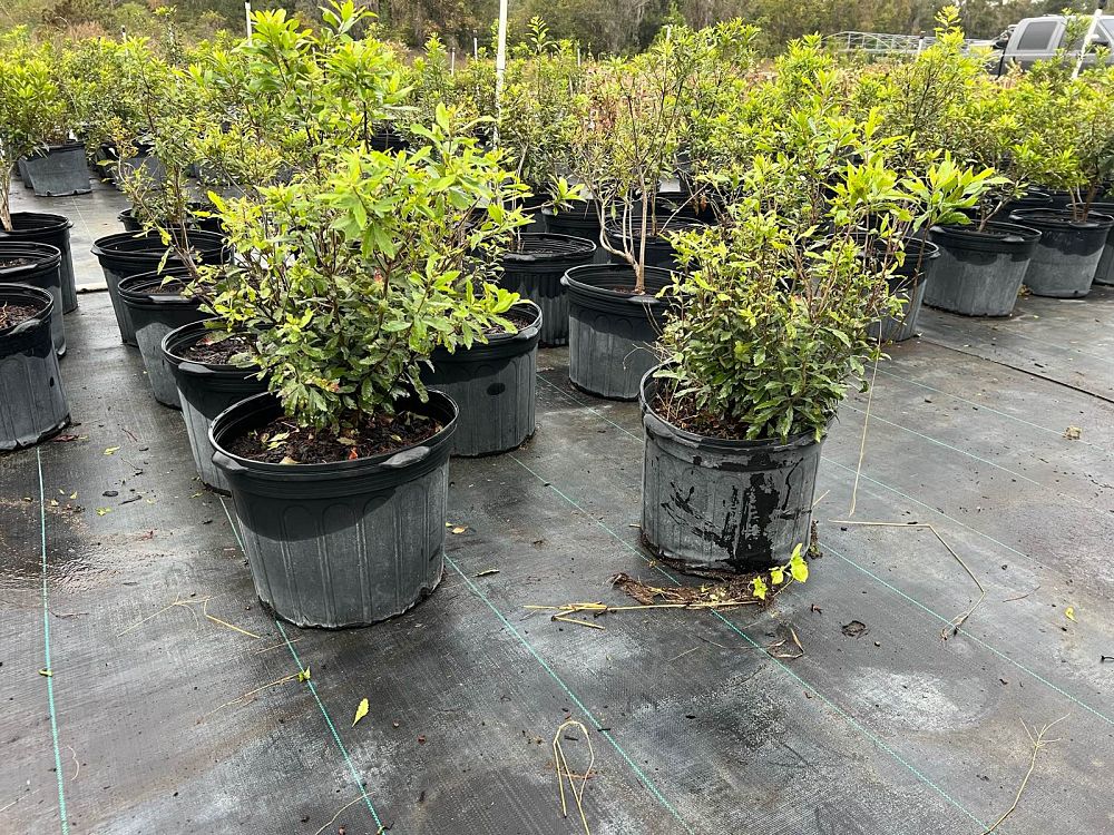 myrica-cerifera-southern-wax-myrtle-southern-bayberry-morella-cerifera