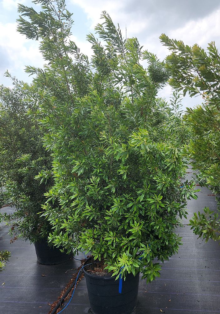 myrica-cerifera-southern-wax-myrtle-southern-bayberry-morella-cerifera