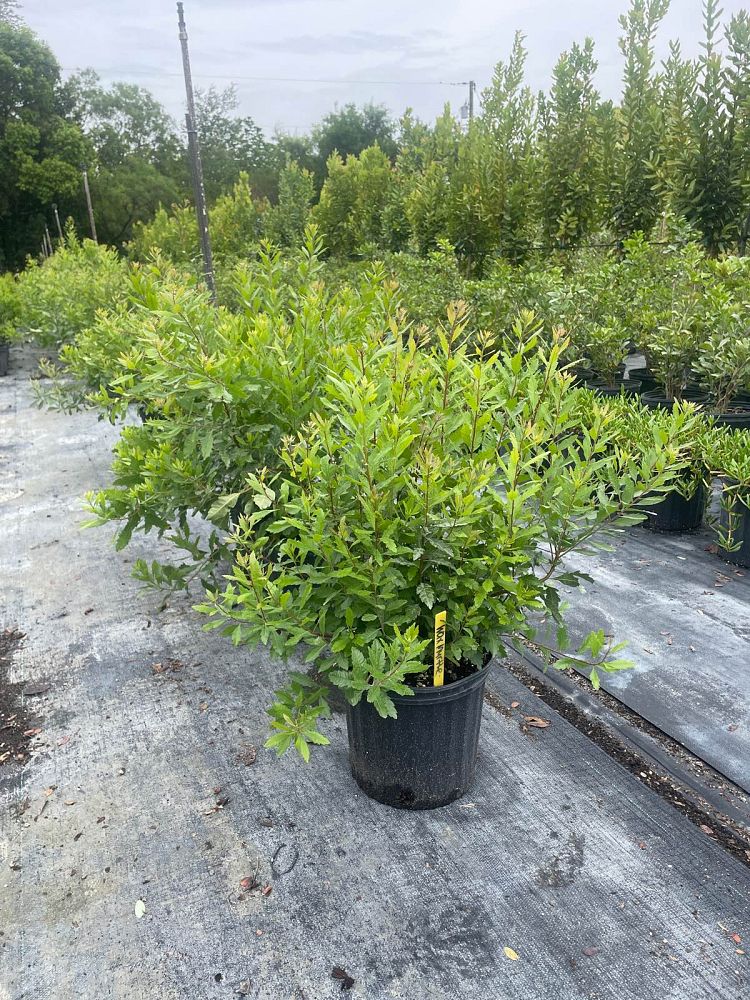 myrica-cerifera-southern-wax-myrtle-southern-bayberry-morella-cerifera