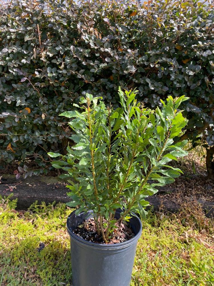 myrica-cerifera-southern-wax-myrtle-southern-bayberry-morella-cerifera