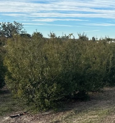 myrica-cerifera-southern-wax-myrtle-southern-bayberry-morella-cerifera