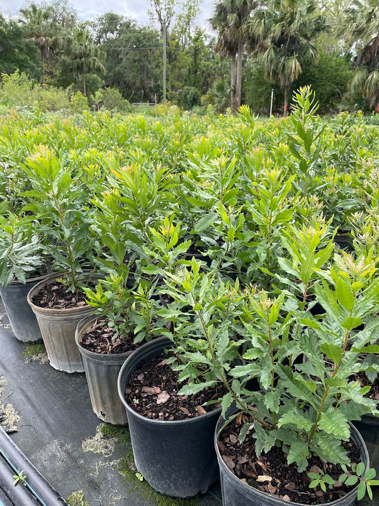 myrica-cerifera-southern-wax-myrtle-southern-bayberry-morella-cerifera