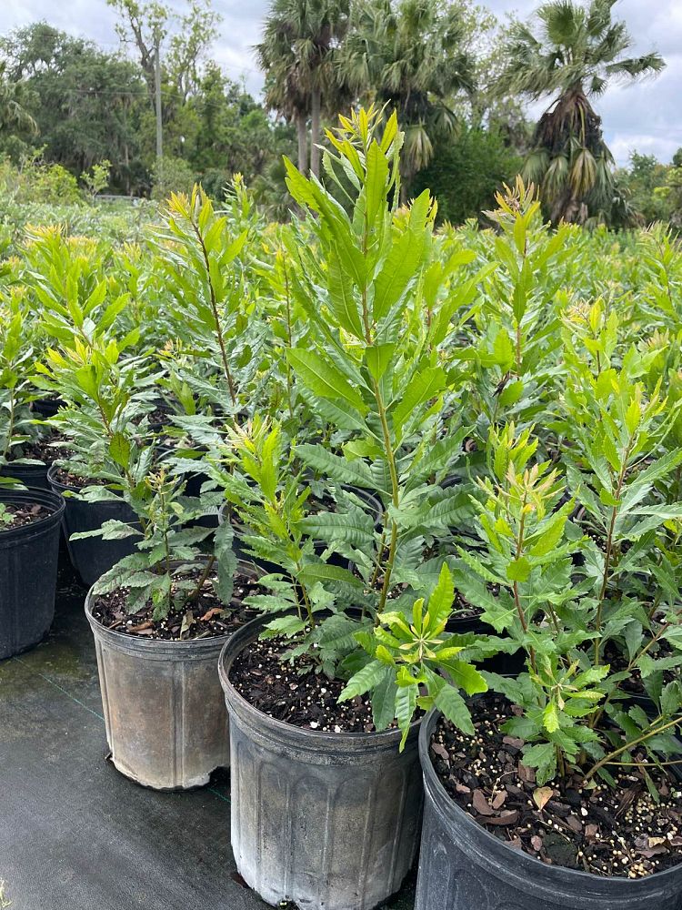 myrica-cerifera-southern-wax-myrtle-southern-bayberry-morella-cerifera