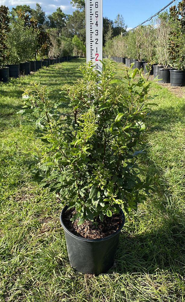 myrica-cerifera-southern-wax-myrtle-southern-bayberry-morella-cerifera