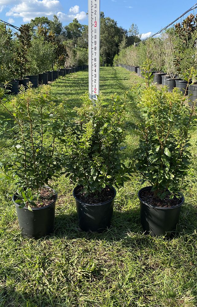 myrica-cerifera-southern-wax-myrtle-southern-bayberry-morella-cerifera