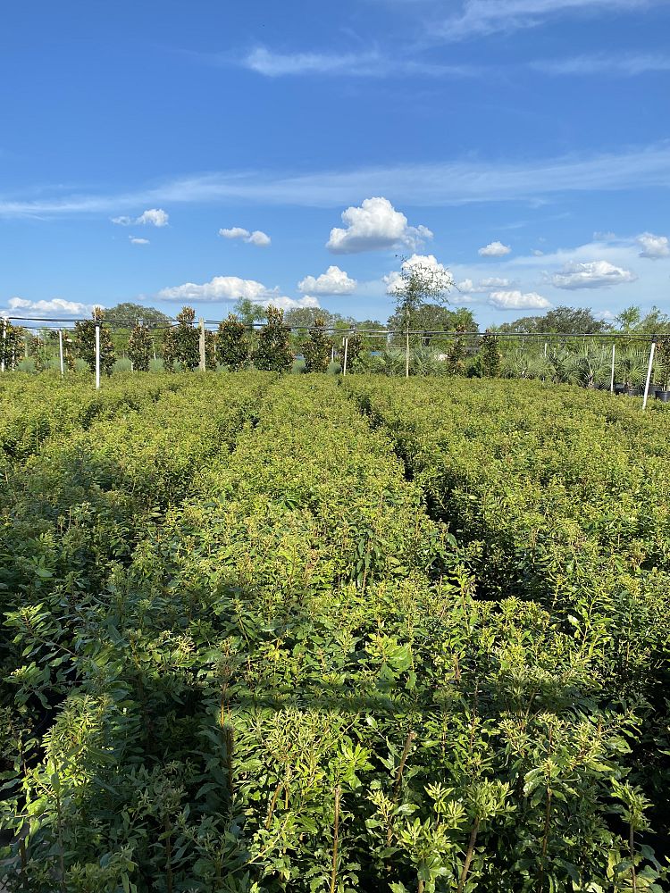 myrica-cerifera-southern-wax-myrtle-southern-bayberry-morella-cerifera