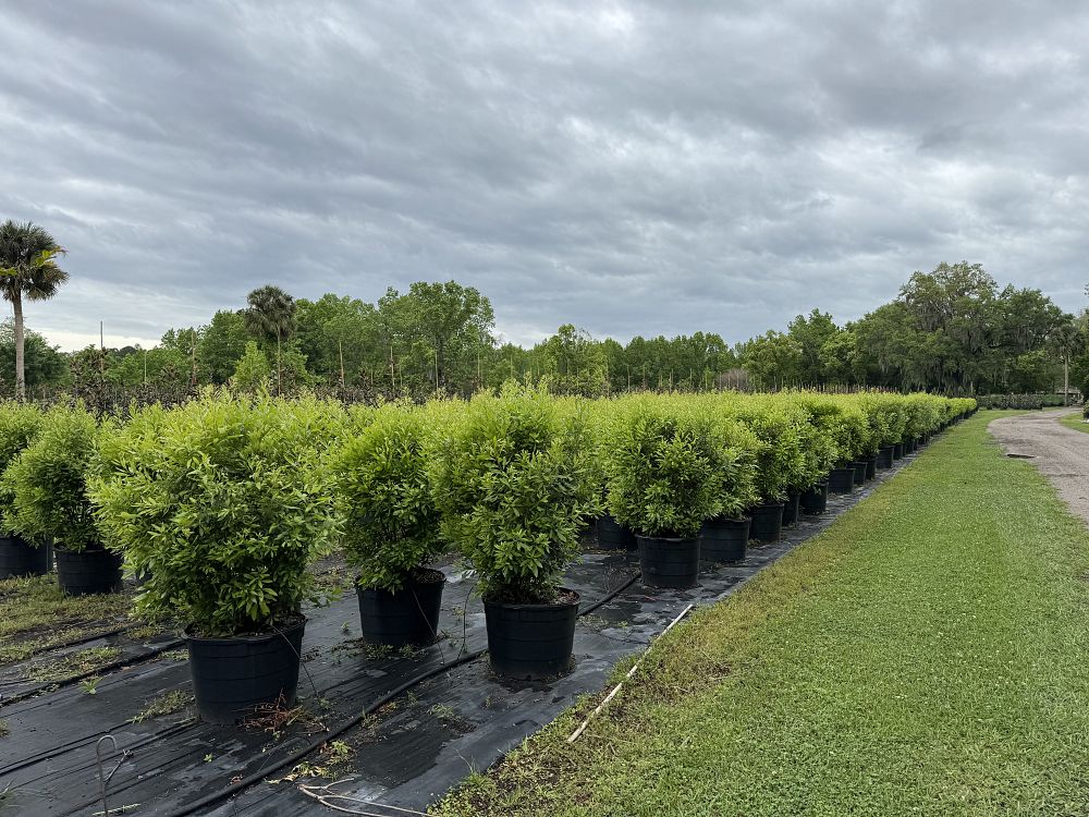 myrica-cerifera-southern-wax-myrtle-southern-bayberry-morella-cerifera