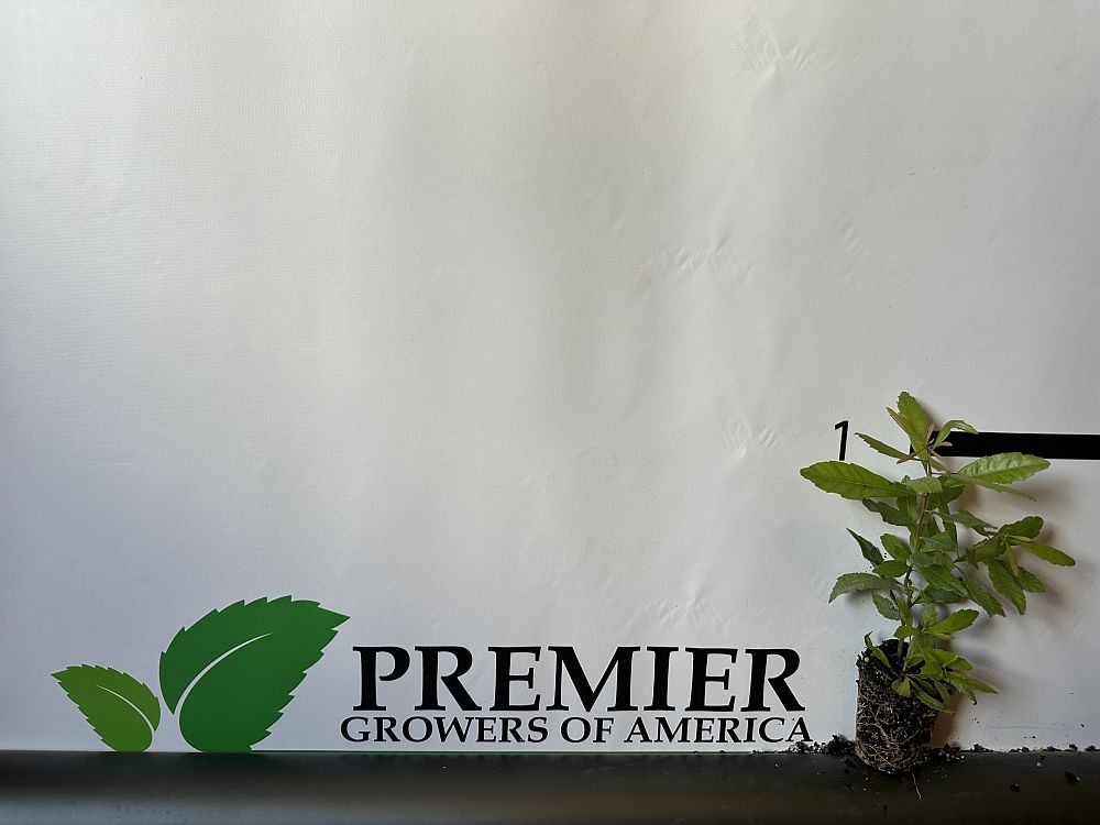 myrica-cerifera-southern-wax-myrtle-southern-bayberry-morella-cerifera