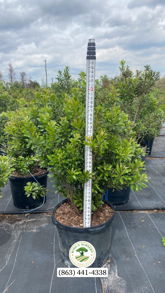myrica-cerifera-southern-wax-myrtle-southern-bayberry-morella-cerifera