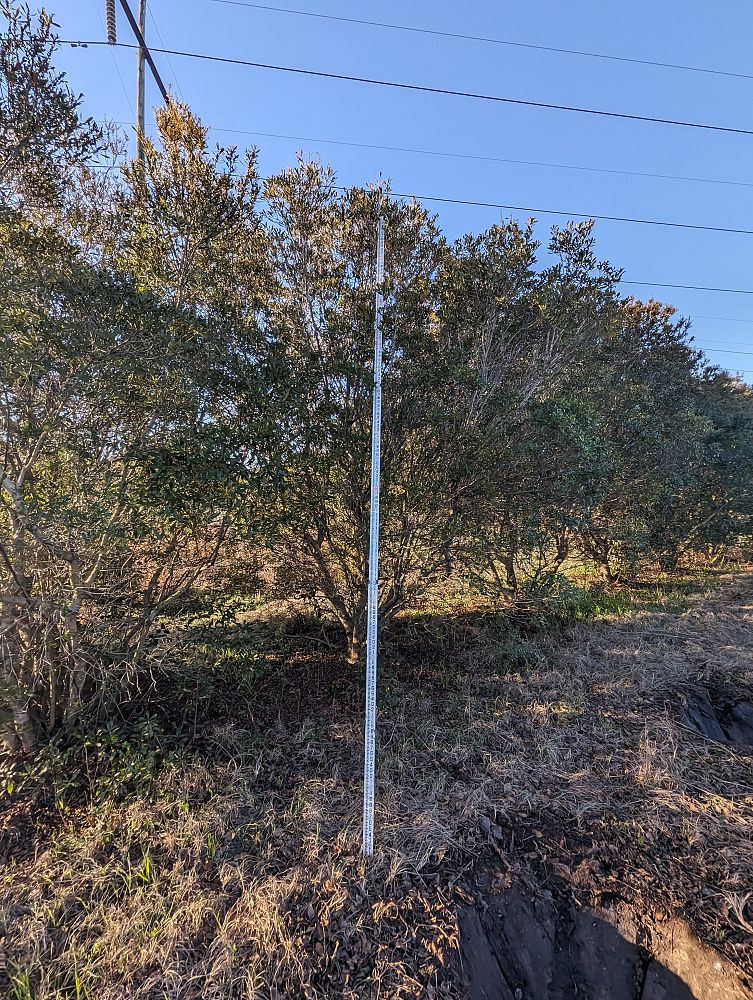 myrica-cerifera-southern-wax-myrtle-southern-bayberry-morella-cerifera