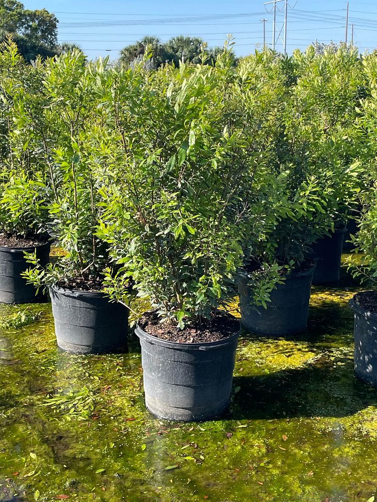 myrica-cerifera-southern-wax-myrtle-southern-bayberry-morella-cerifera