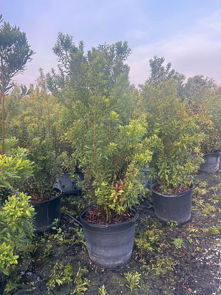 myrica-cerifera-southern-wax-myrtle-southern-bayberry-morella-cerifera