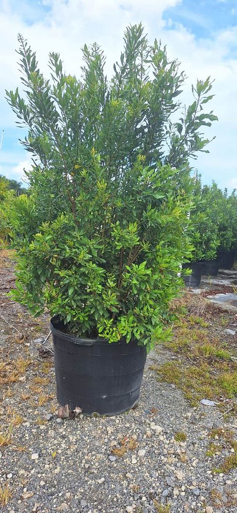myrica-cerifera-southern-wax-myrtle-southern-bayberry-morella-cerifera