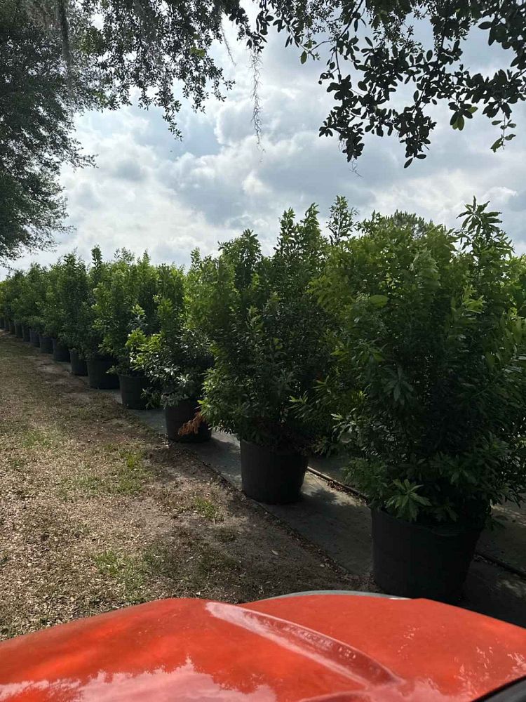 myrica-cerifera-southern-wax-myrtle-southern-bayberry-morella-cerifera