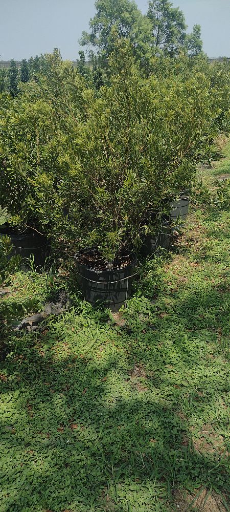 myrica-cerifera-southern-wax-myrtle-southern-bayberry-morella-cerifera
