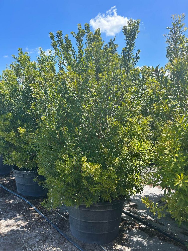 myrica-cerifera-southern-wax-myrtle-southern-bayberry-morella-cerifera