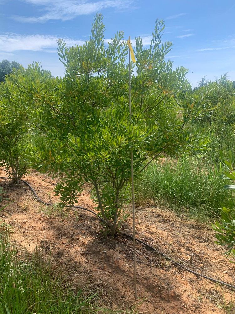 myrica-cerifera-southern-wax-myrtle-southern-bayberry-morella-cerifera