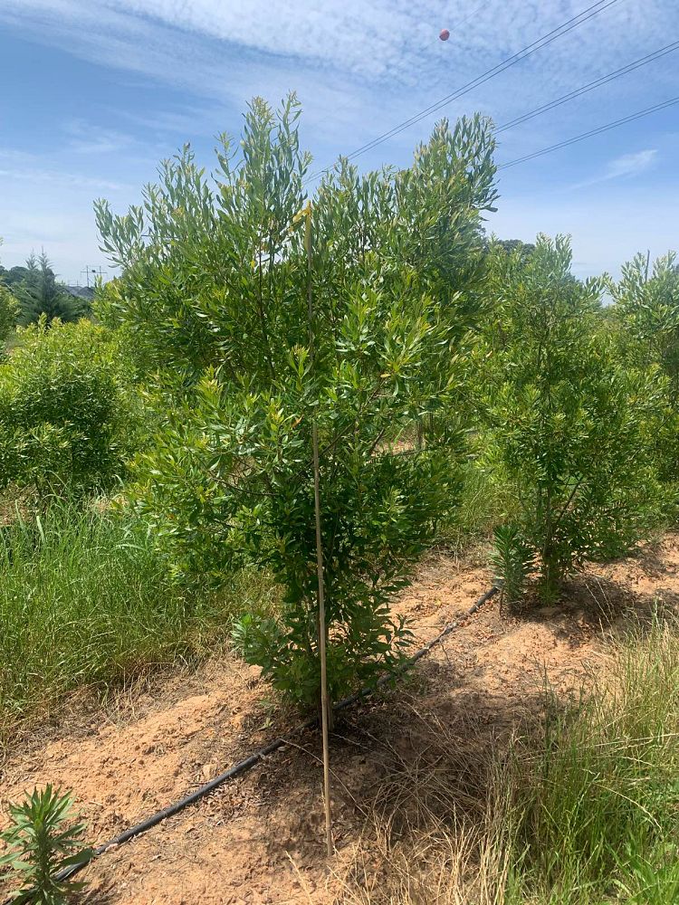 myrica-cerifera-southern-wax-myrtle-southern-bayberry-morella-cerifera