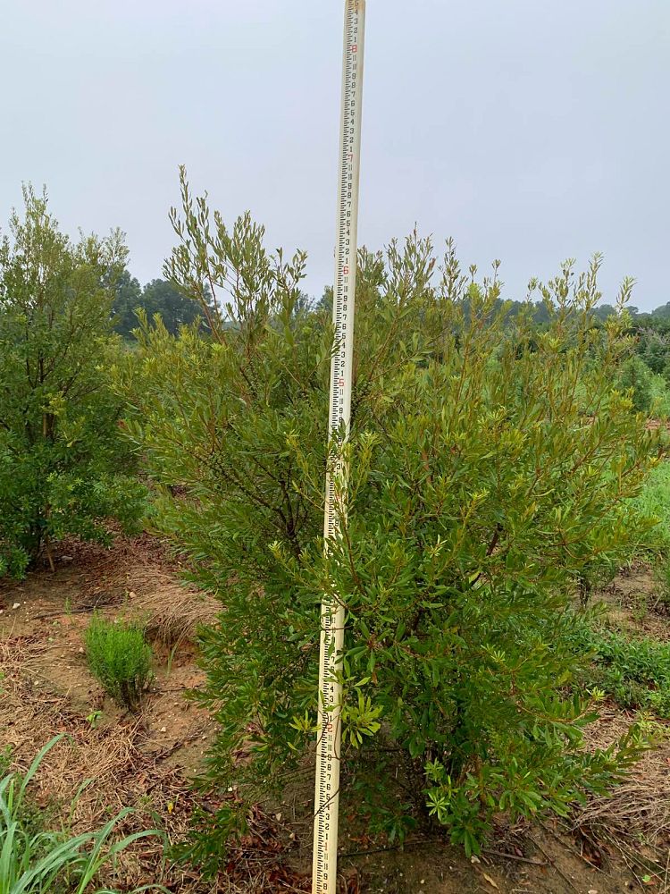 myrica-cerifera-southern-wax-myrtle-southern-bayberry-morella-cerifera