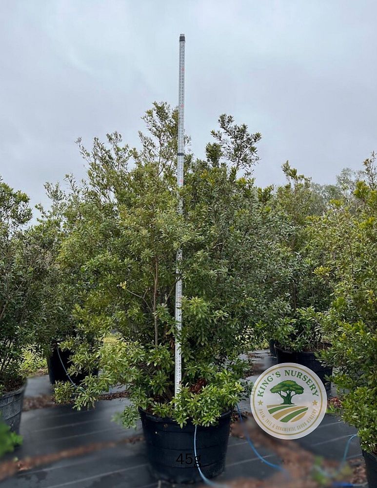 myrica-cerifera-southern-wax-myrtle-southern-bayberry-morella-cerifera