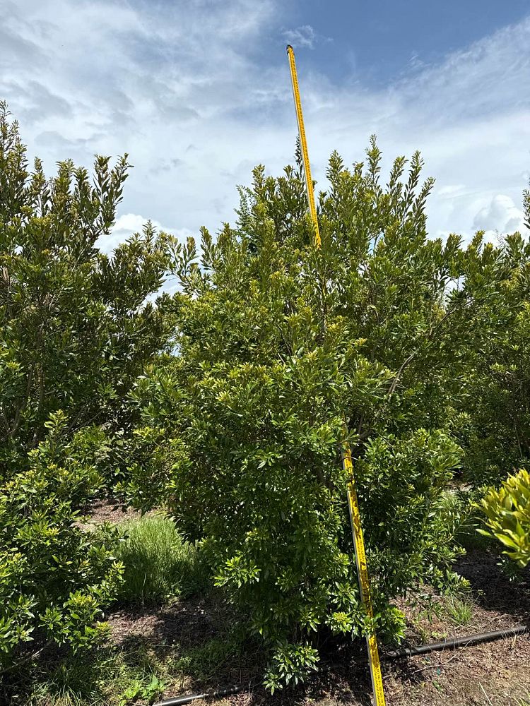 myrica-cerifera-southern-wax-myrtle-southern-bayberry-morella-cerifera