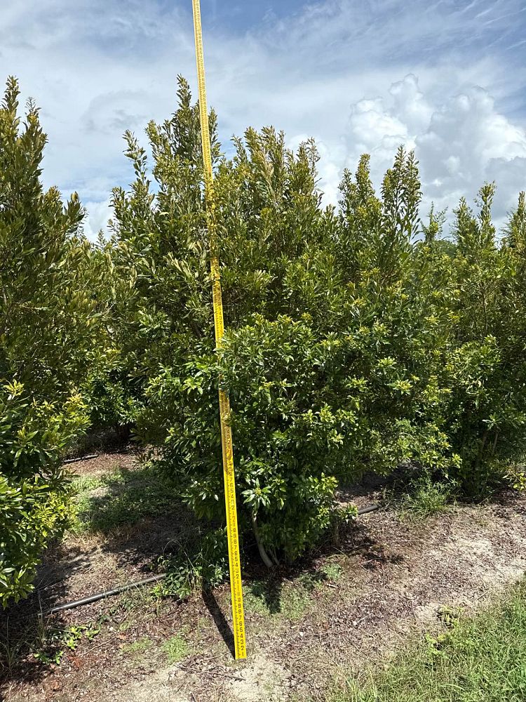 myrica-cerifera-southern-wax-myrtle-southern-bayberry-morella-cerifera