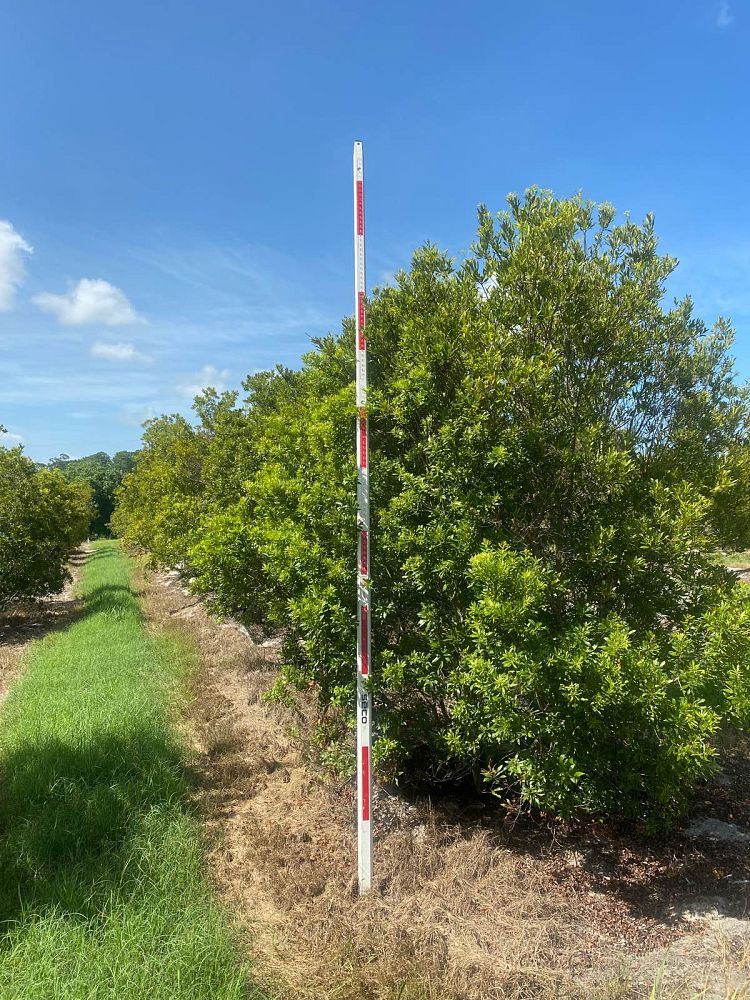 myrica-cerifera-southern-wax-myrtle-southern-bayberry-morella-cerifera