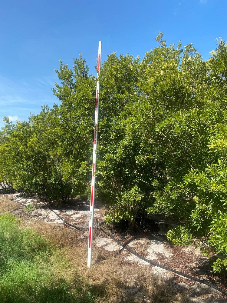 myrica-cerifera-southern-wax-myrtle-southern-bayberry-morella-cerifera