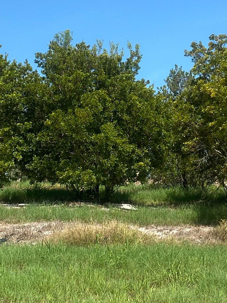 myrica-cerifera-southern-wax-myrtle-southern-bayberry-morella-cerifera