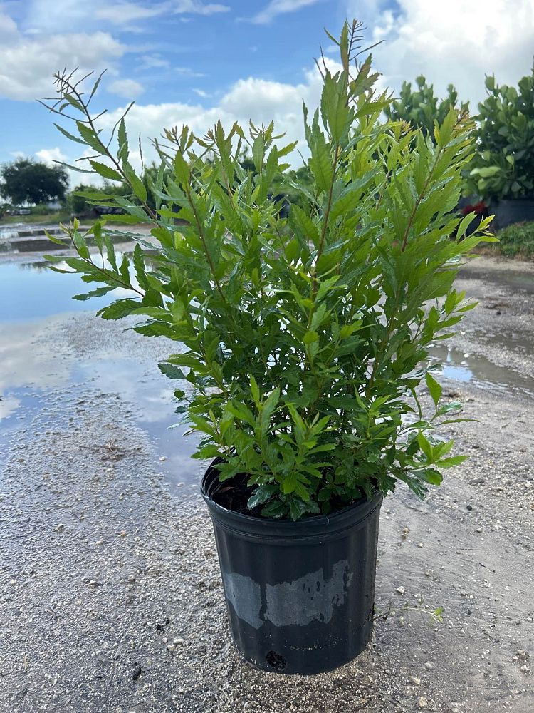 myrica-cerifera-southern-wax-myrtle-southern-bayberry-morella-cerifera