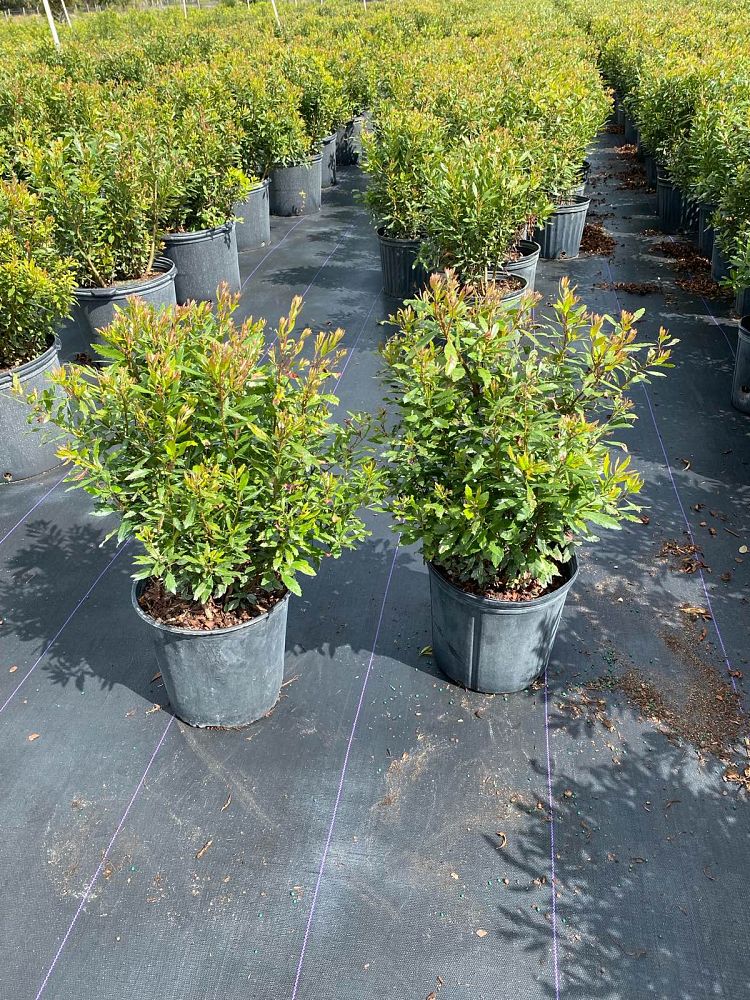 myrica-cerifera-southern-wax-myrtle-southern-bayberry-morella-cerifera