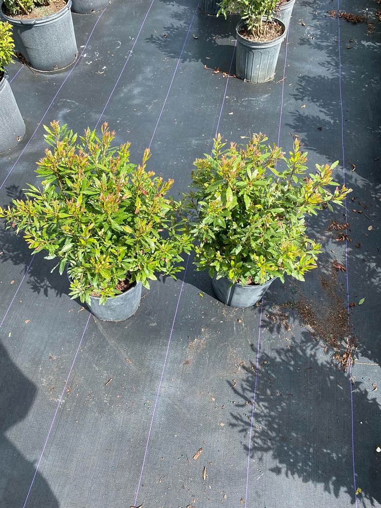 myrica-cerifera-southern-wax-myrtle-southern-bayberry-morella-cerifera