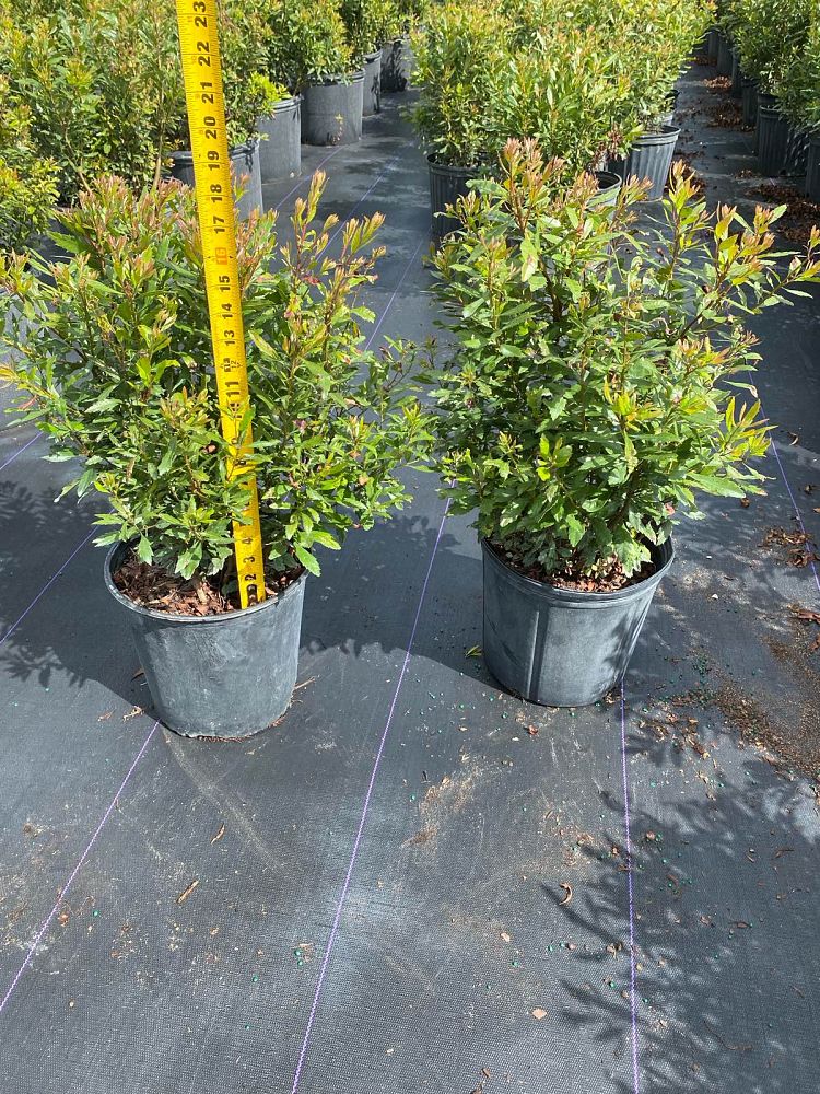 myrica-cerifera-southern-wax-myrtle-southern-bayberry-morella-cerifera