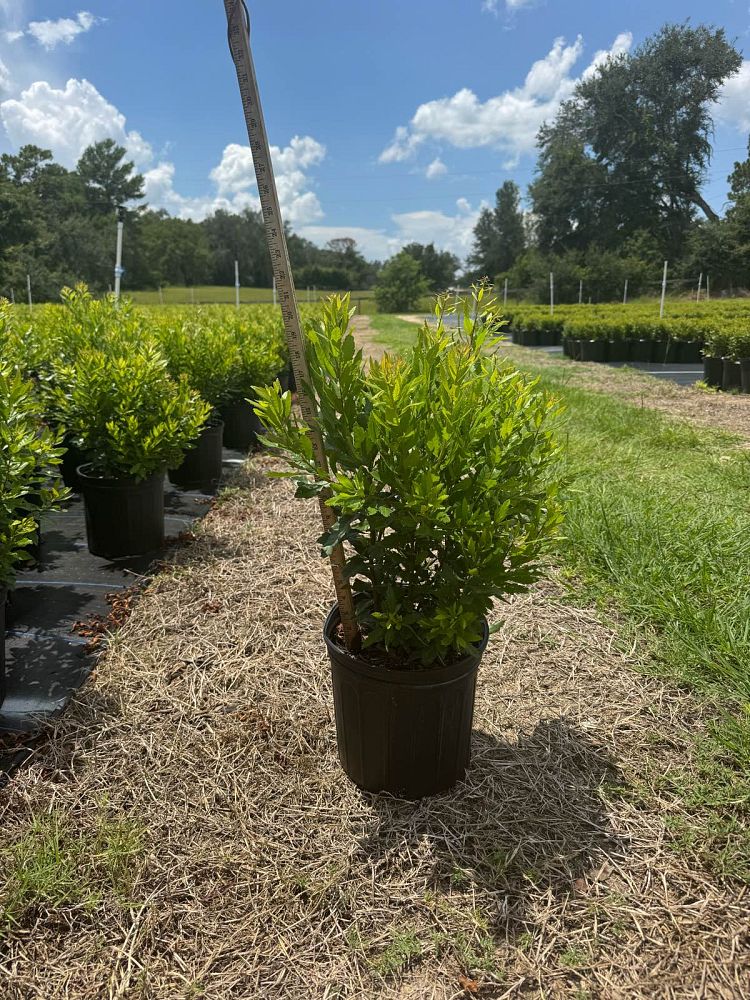 myrica-cerifera-southern-wax-myrtle-southern-bayberry-morella-cerifera