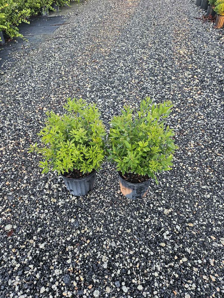 myrica-cerifera-southern-wax-myrtle-southern-bayberry-morella-cerifera