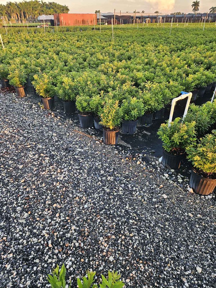 myrica-cerifera-southern-wax-myrtle-southern-bayberry-morella-cerifera
