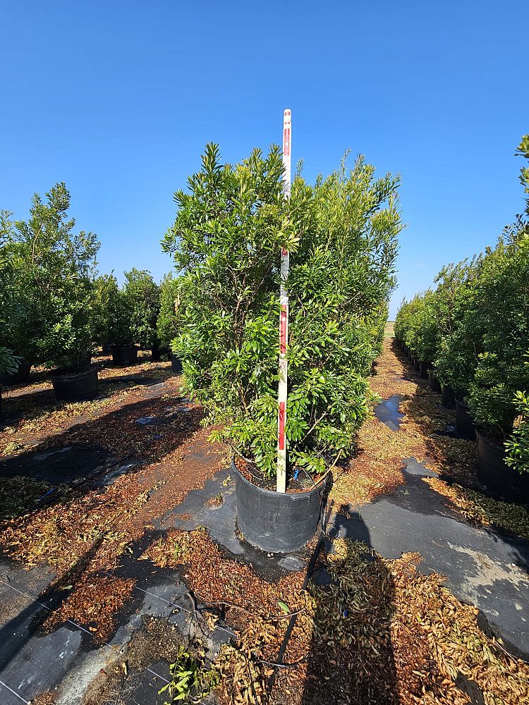 myrica-cerifera-southern-wax-myrtle-southern-bayberry-morella-cerifera
